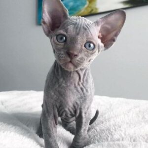 Premium Sphynx Kitten – Hairless, Playful, 10 Weeks Old