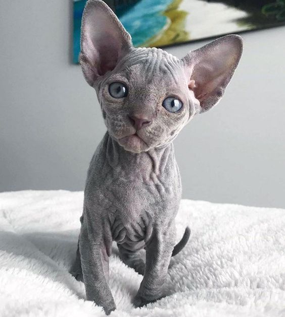 Premium Sphynx Kitten – Hairless, Playful, 10 Weeks Old