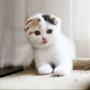 Scottish Fold Kitten – Folded Ears, Sweet Nature, 9 Weeks Old