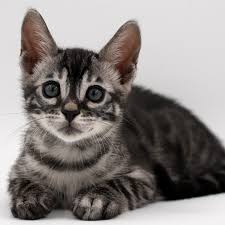 Bengal Kitten – Rosetted Coat, Energetic, 12 Weeks Old