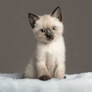 Siamese Kitten – Blue Eyes, Vocal & Affectionate, 9 Weeks Old