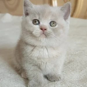 British Shorthair Kitten – Chubby Cheeks, Calm Temperament, 10 Weeks Old