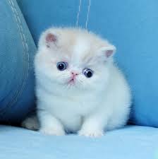 Exotic Shorthair Kitten – Short Plush Coat, Sweet Personality, 11 Weeks Old