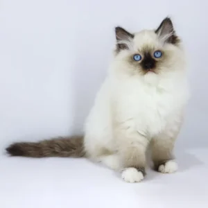 Blue-Eyed Ragdoll Kitten – Gentle, Fluffy, 11 Weeks Old