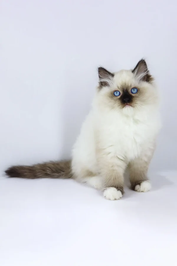 Blue-Eyed Ragdoll Kitten – Gentle, Fluffy, 11 Weeks Old